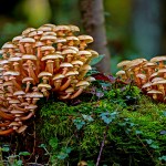 Что скрывают грибы:  удивительные факты