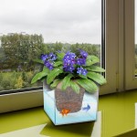 Самые живучие растения для дома и офиса