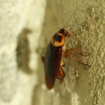 Избавляемся от насекомых в квартире:  почему в доме заводятся тараканы