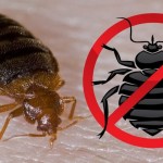Уничтожение тараканов и клопов:  как вести результативную борьбу