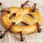Выведение муравьев в доме:  как навсегда избавиться от вредных соседей