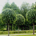 Выбор саженцев:  как помочь дереву прижиться и плодоносить
